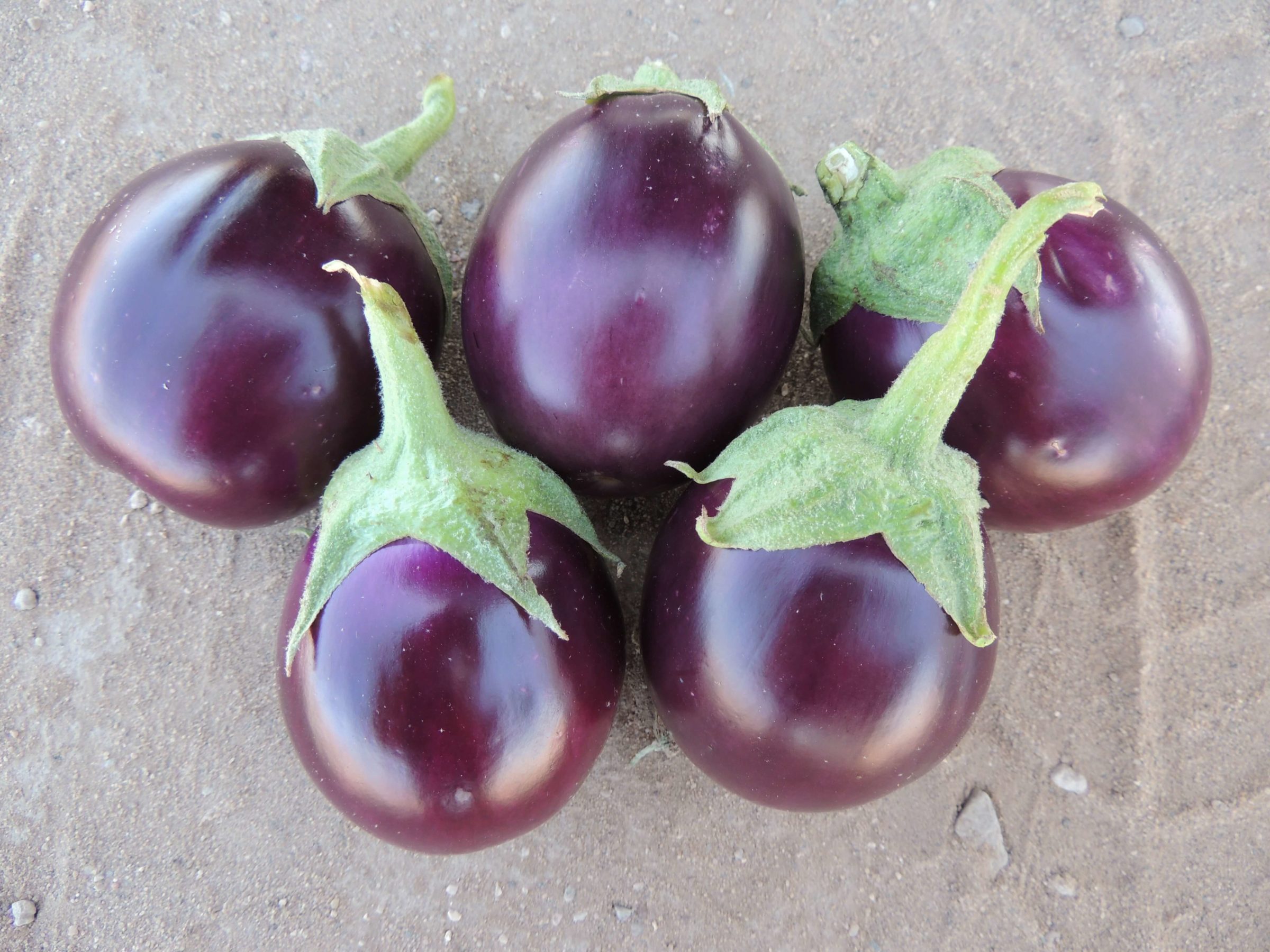 Detail Images Of Eggplants Nomer 46