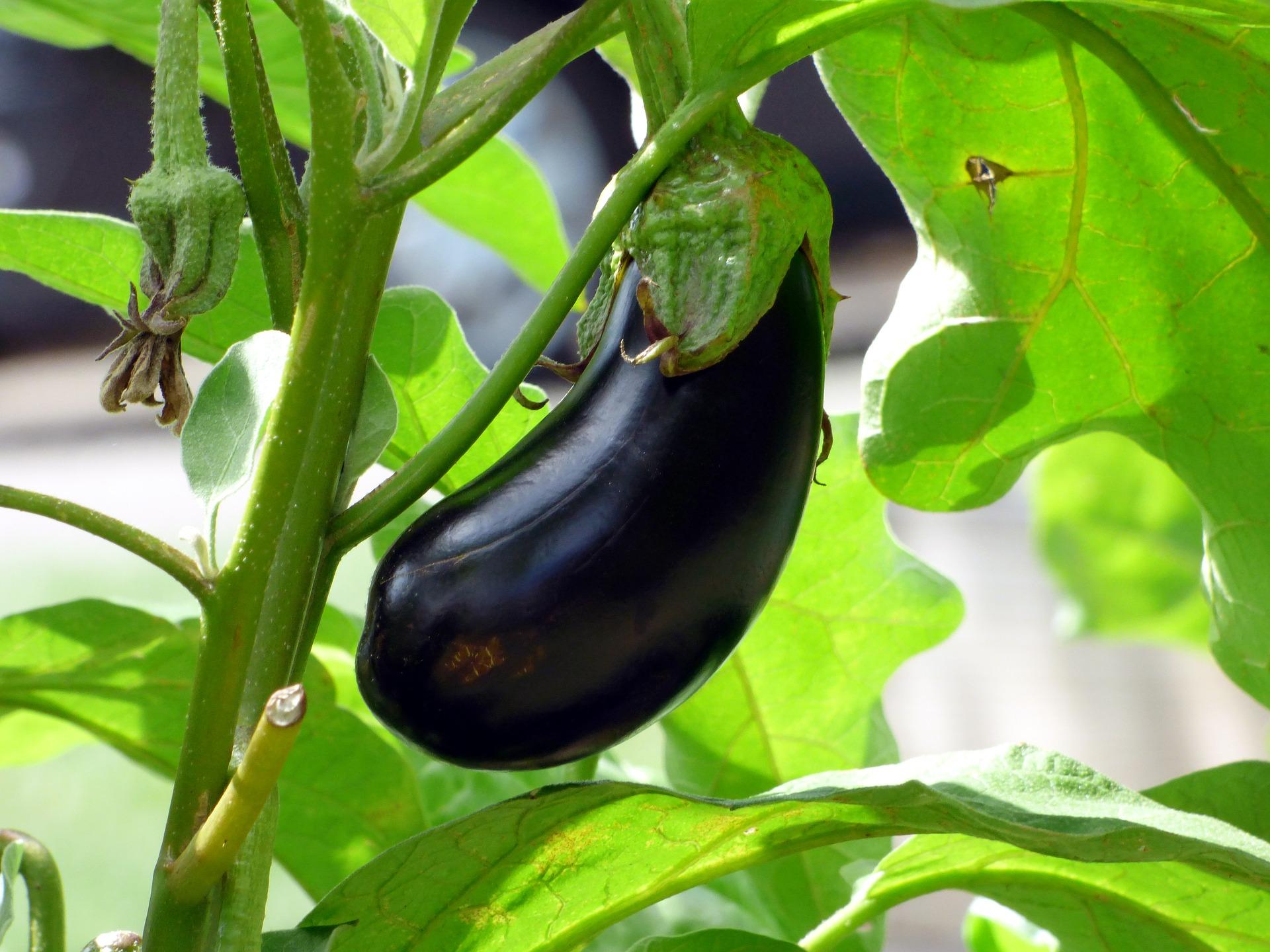 Detail Images Of Eggplants Nomer 48