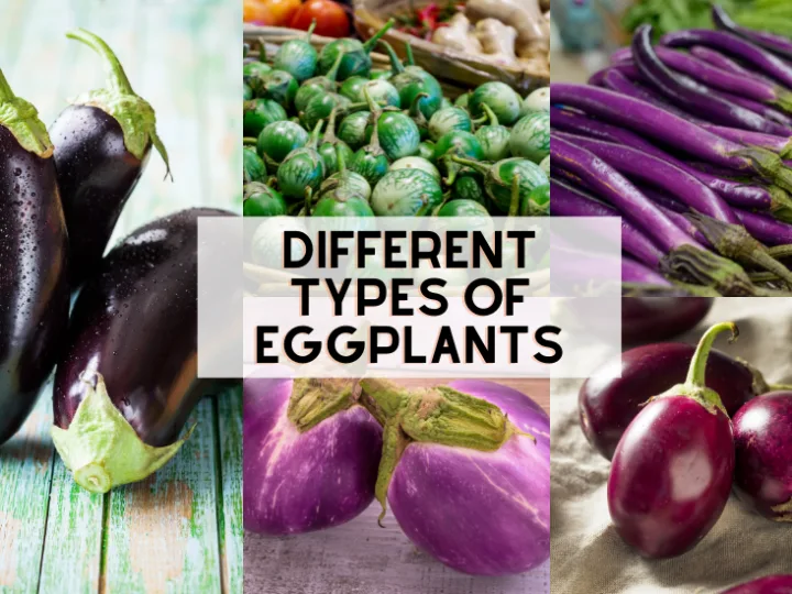 Detail Images Of Eggplants Nomer 51