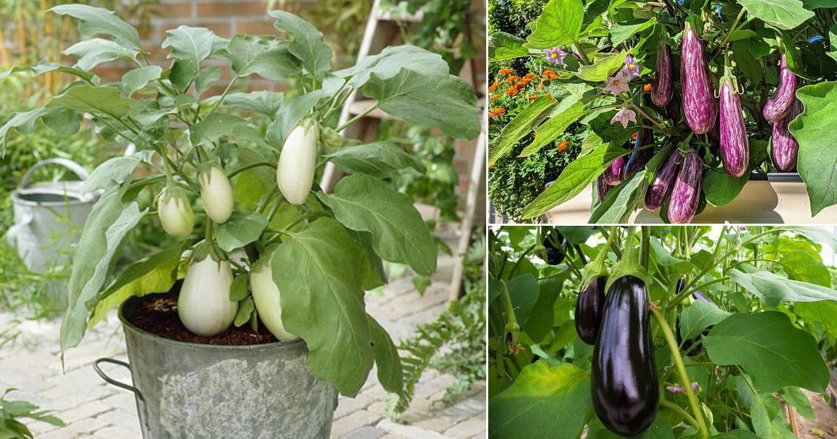 Detail Images Of Eggplants Nomer 52