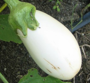 Detail Images Of Eggplants Nomer 57