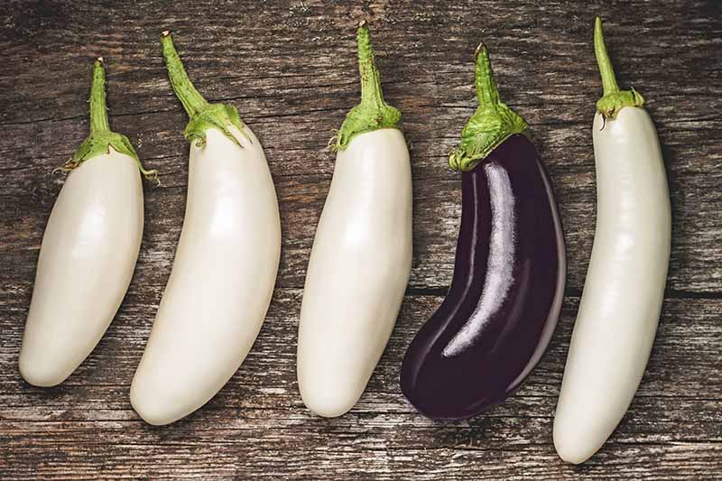 Detail Images Of Eggplants Nomer 8