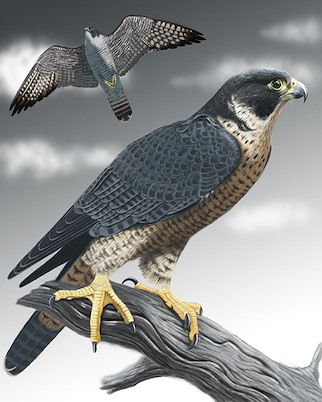Detail Images Of Falcon Birds Nomer 24