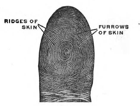 Detail Images Of Fingerprinting Nomer 55