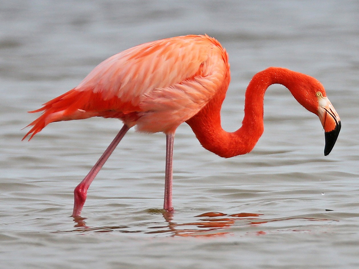 Images Of Flamingo - KibrisPDR