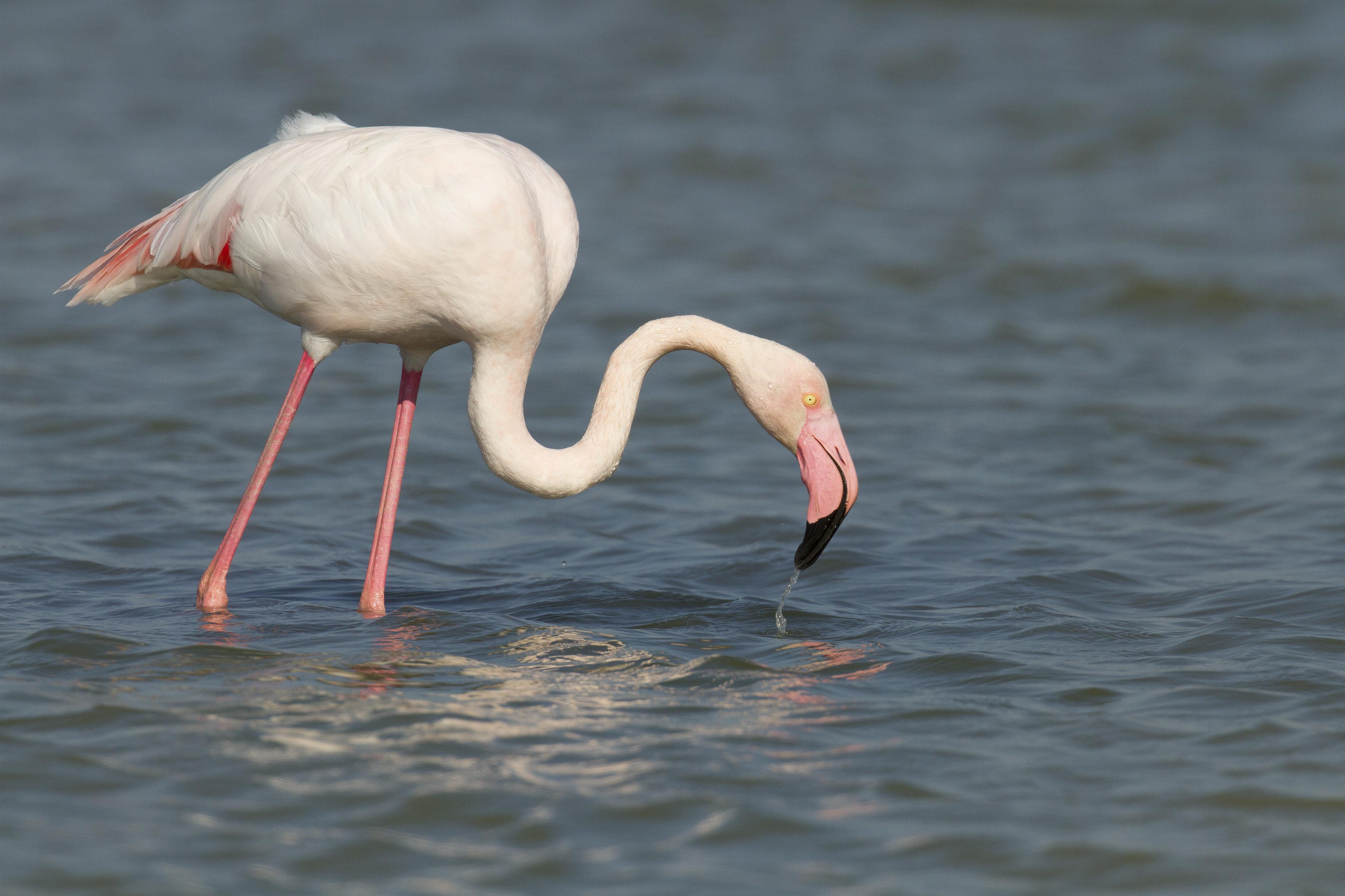 Detail Images Of Flamingo Nomer 21