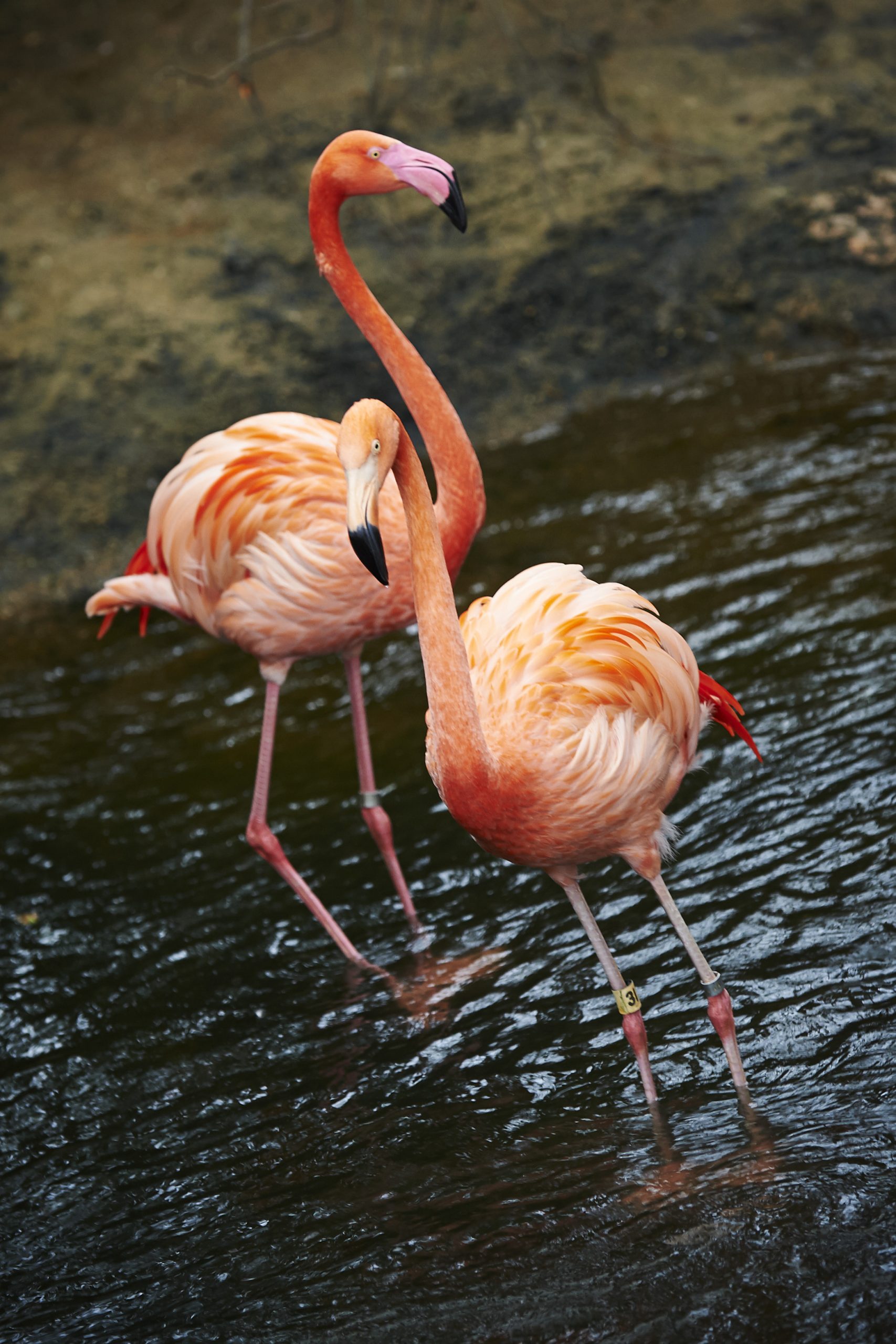 Detail Images Of Flamingo Nomer 23