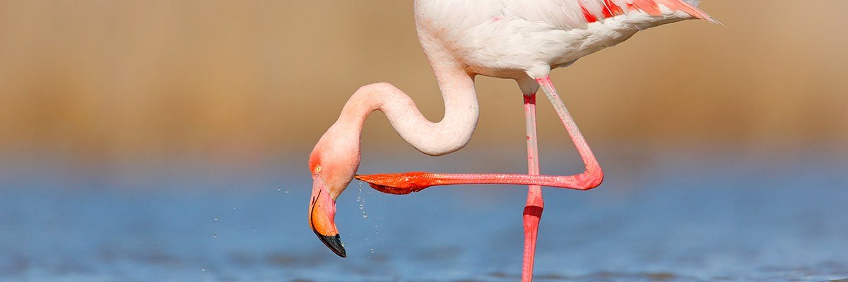 Detail Images Of Flamingo Nomer 24