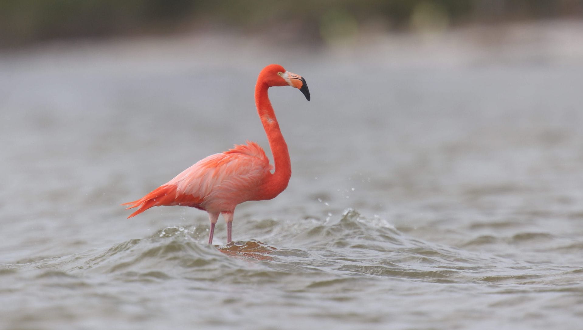 Detail Images Of Flamingo Nomer 38