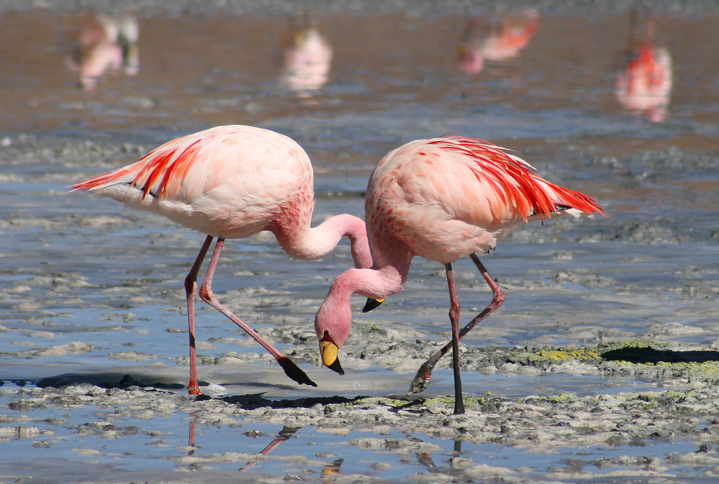 Detail Images Of Flamingo Nomer 5