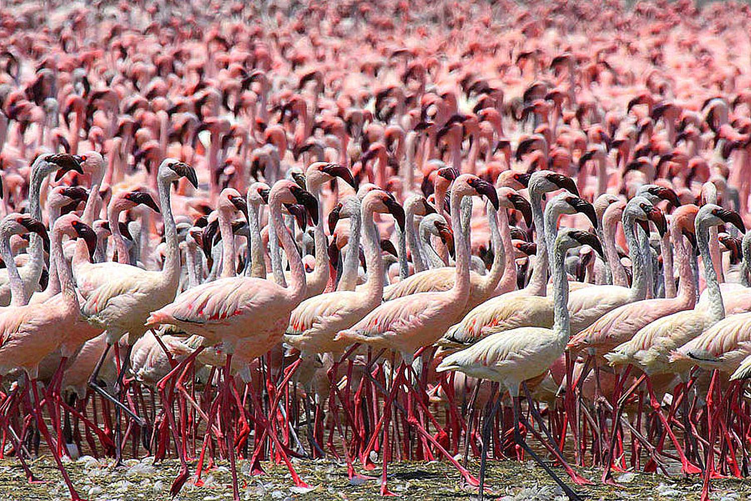 Detail Images Of Flamingo Nomer 40
