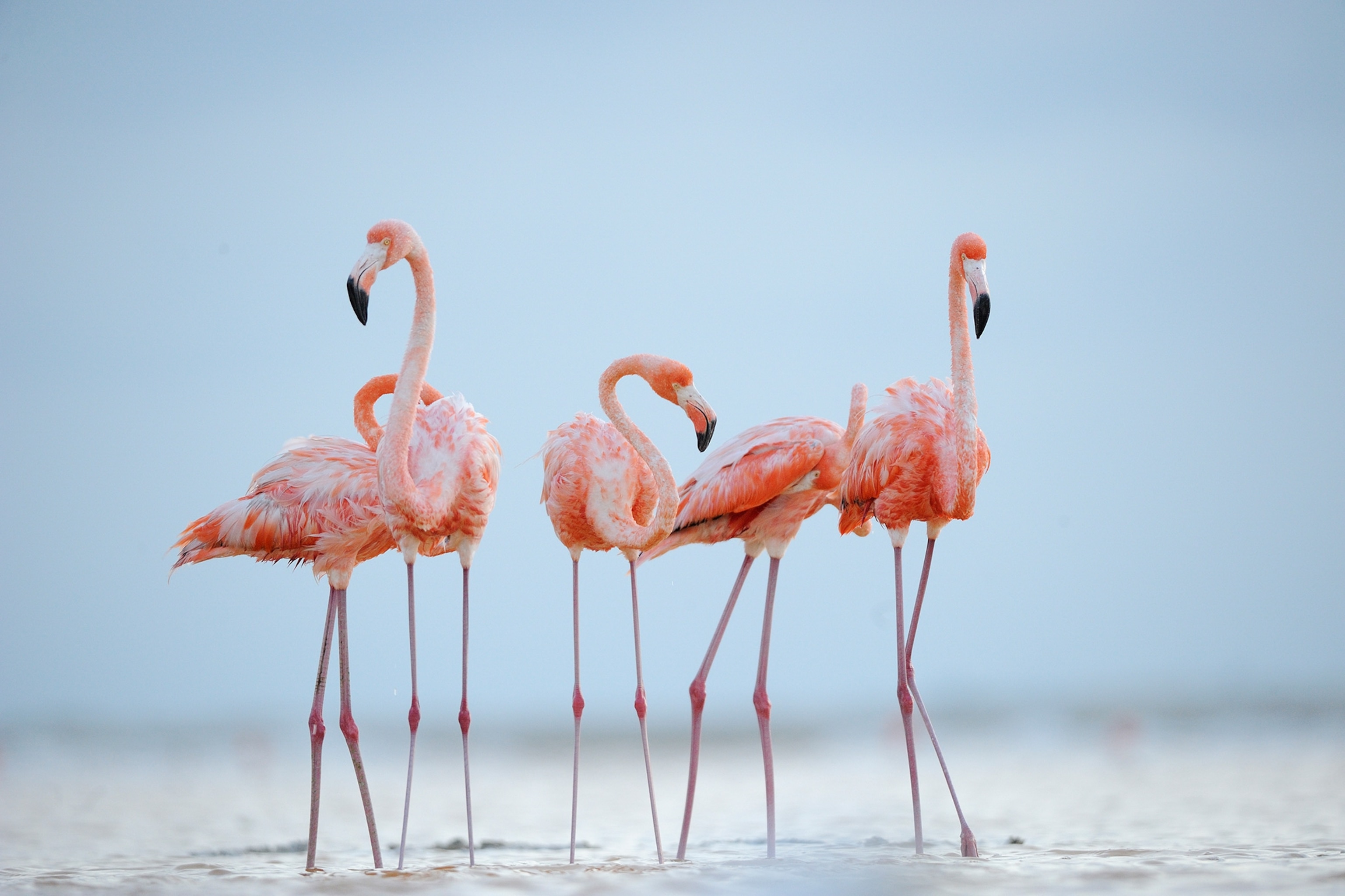 Detail Images Of Flamingo Nomer 6