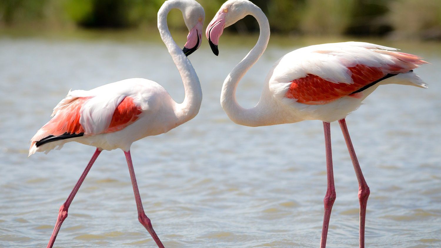 Detail Images Of Flamingo Birds Nomer 2