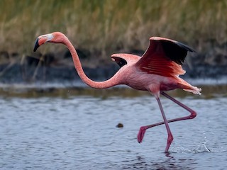 Detail Images Of Flamingo Birds Nomer 12