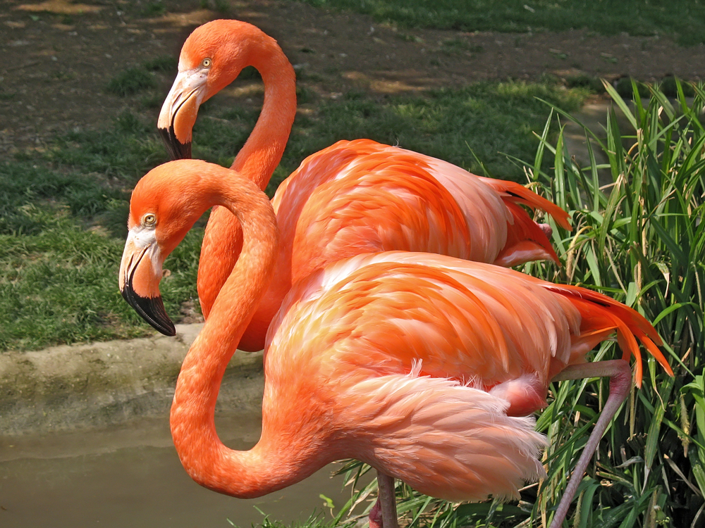 Detail Images Of Flamingo Birds Nomer 16