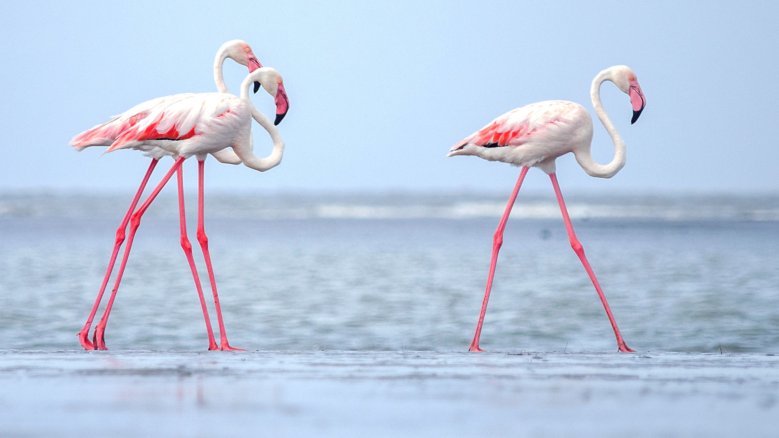 Detail Images Of Flamingo Birds Nomer 18