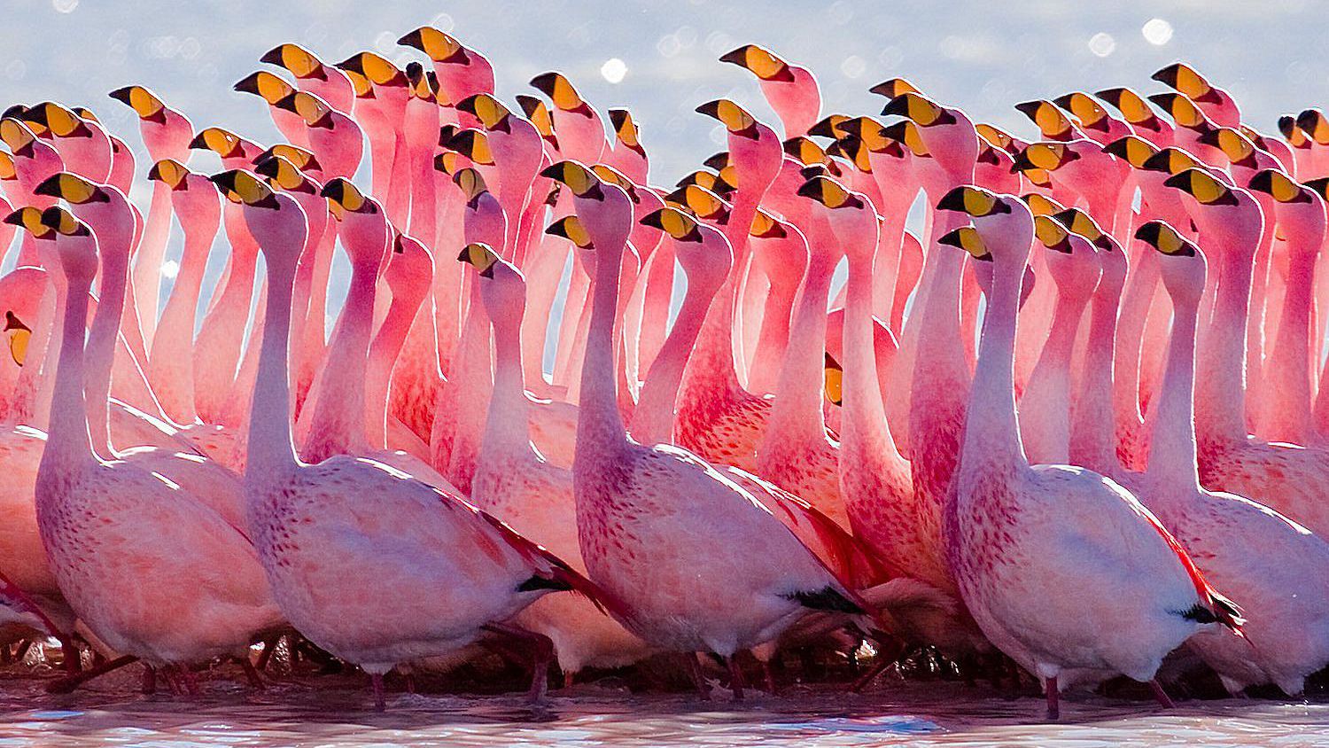 Detail Images Of Flamingo Birds Nomer 3