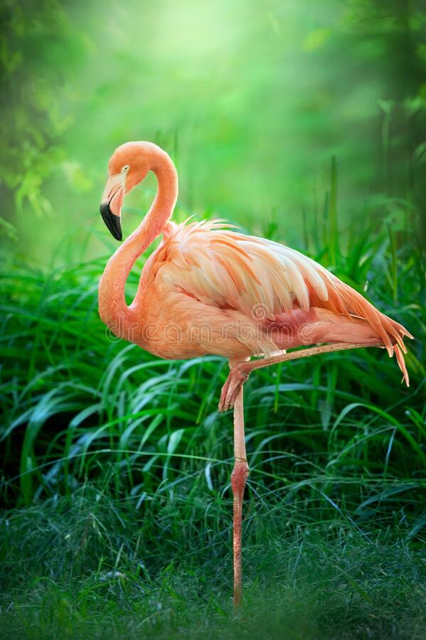 Detail Images Of Flamingo Birds Nomer 22