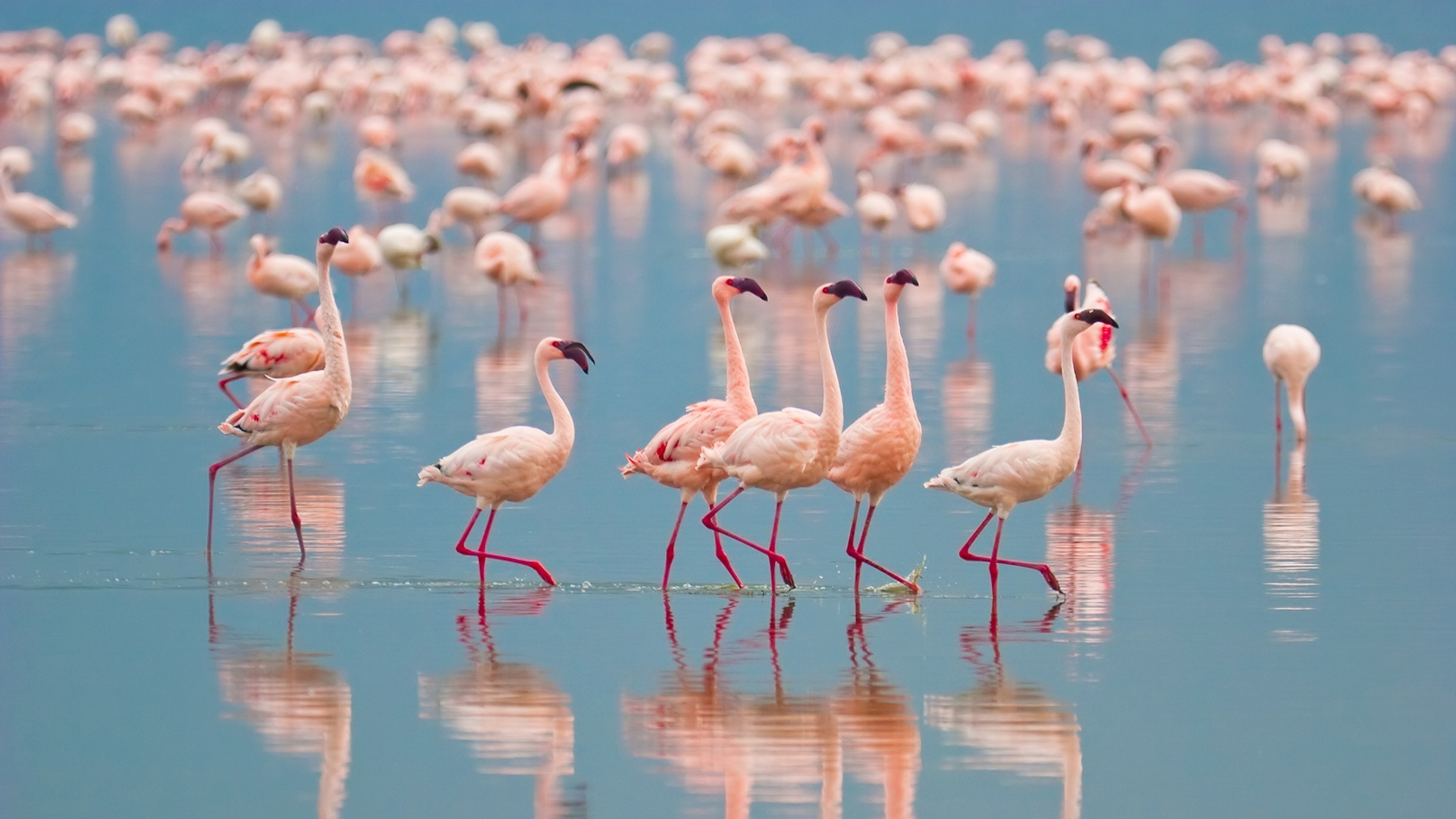 Detail Images Of Flamingo Birds Nomer 23