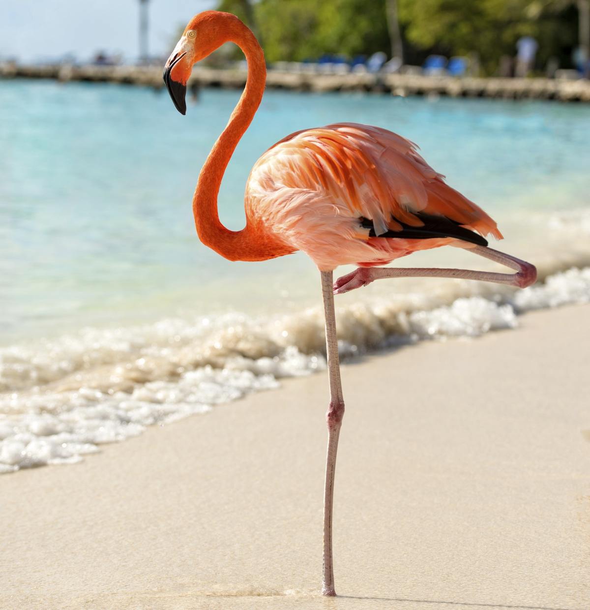 Detail Images Of Flamingo Birds Nomer 25