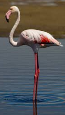 Detail Images Of Flamingo Birds Nomer 26