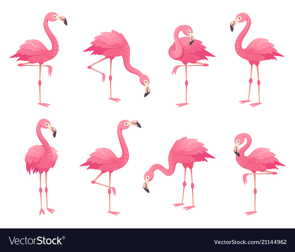 Detail Images Of Flamingo Birds Nomer 31