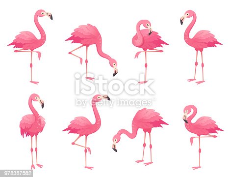 Detail Images Of Flamingo Birds Nomer 35