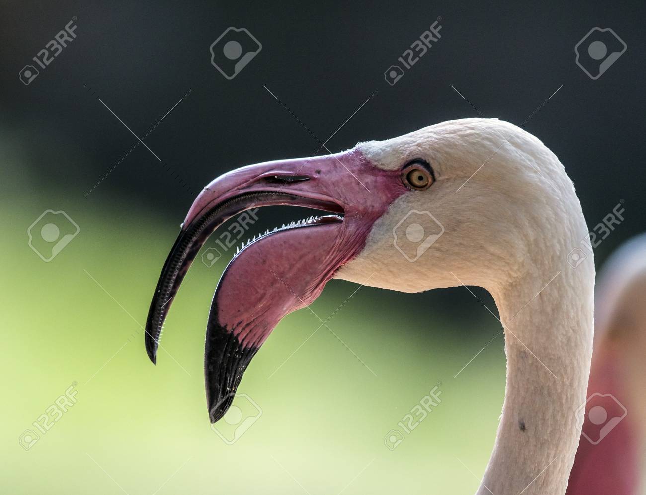 Detail Images Of Flamingo Birds Nomer 41