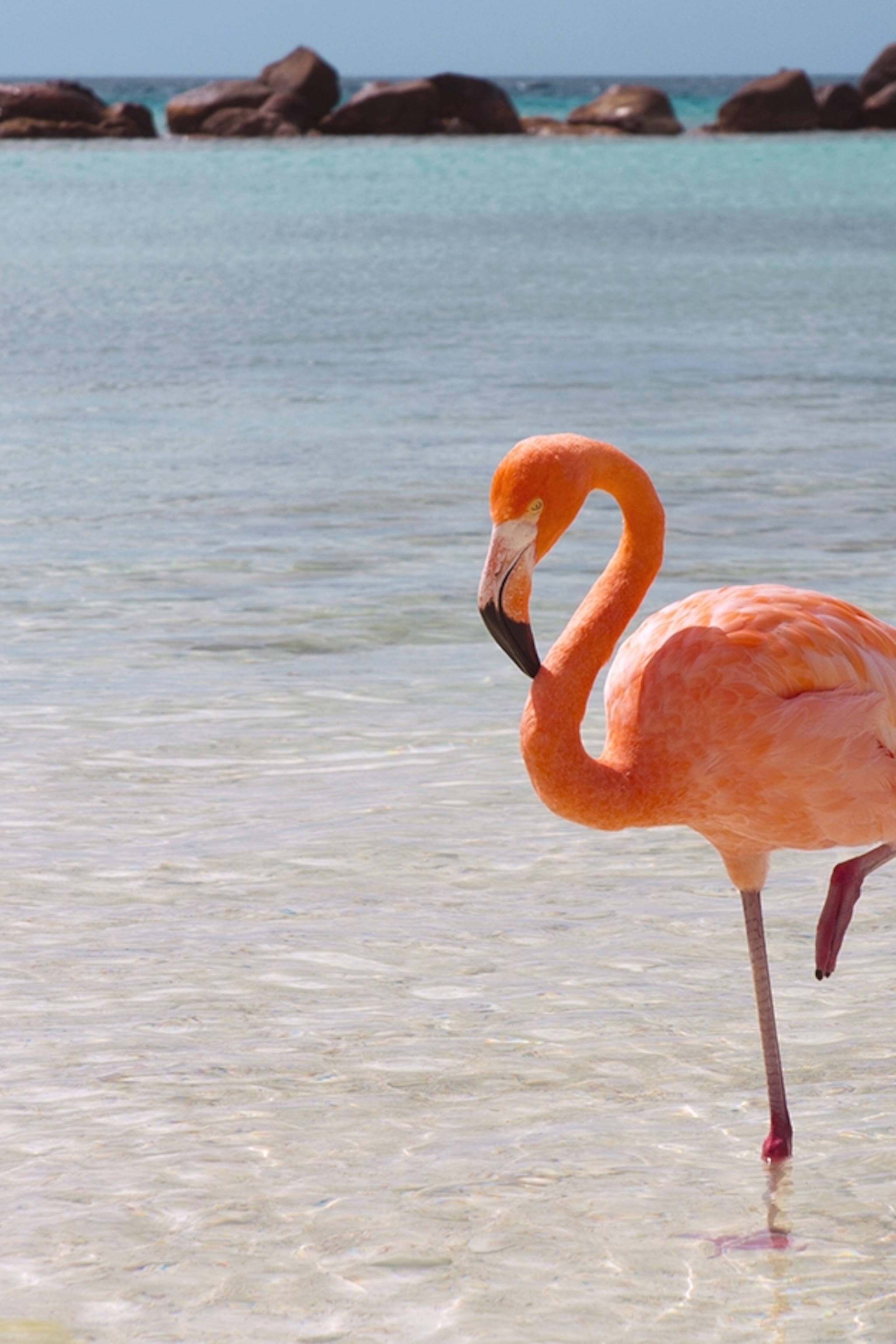 Images Of Flamingos - KibrisPDR