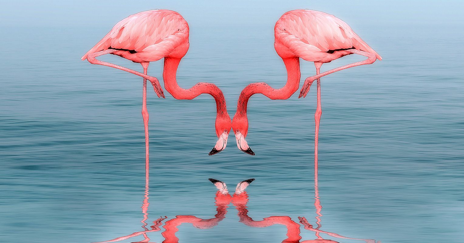 Detail Images Of Flamingos Nomer 13