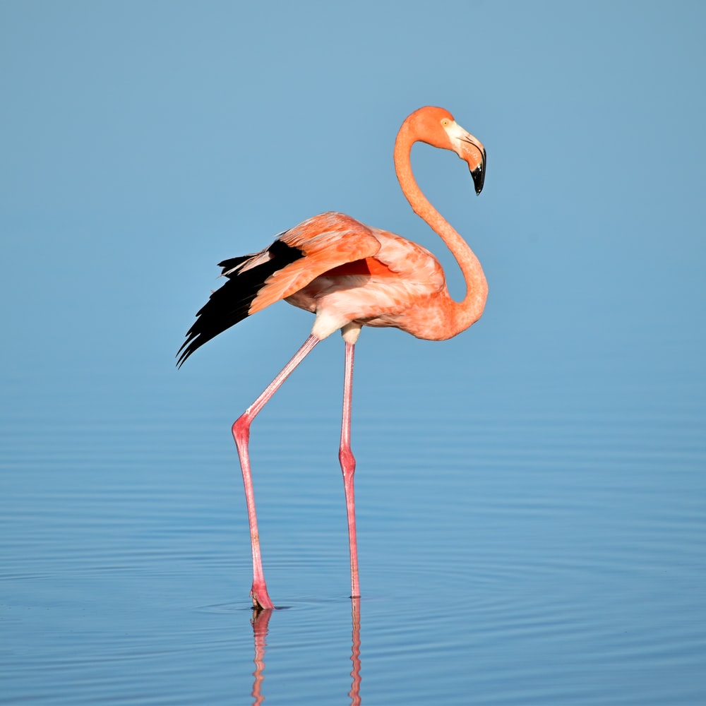 Detail Images Of Flamingos Nomer 17