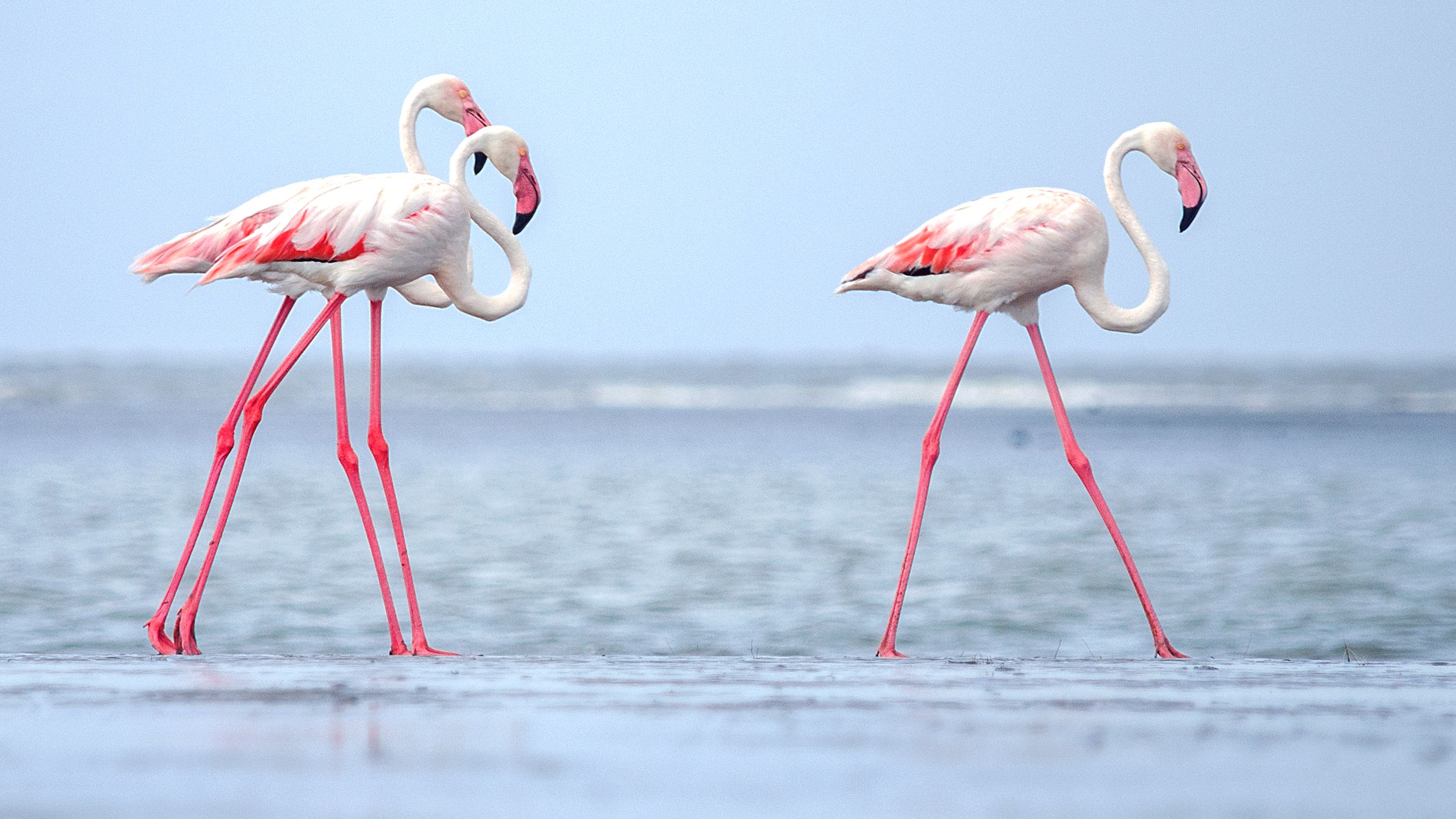 Detail Images Of Flamingos Nomer 18