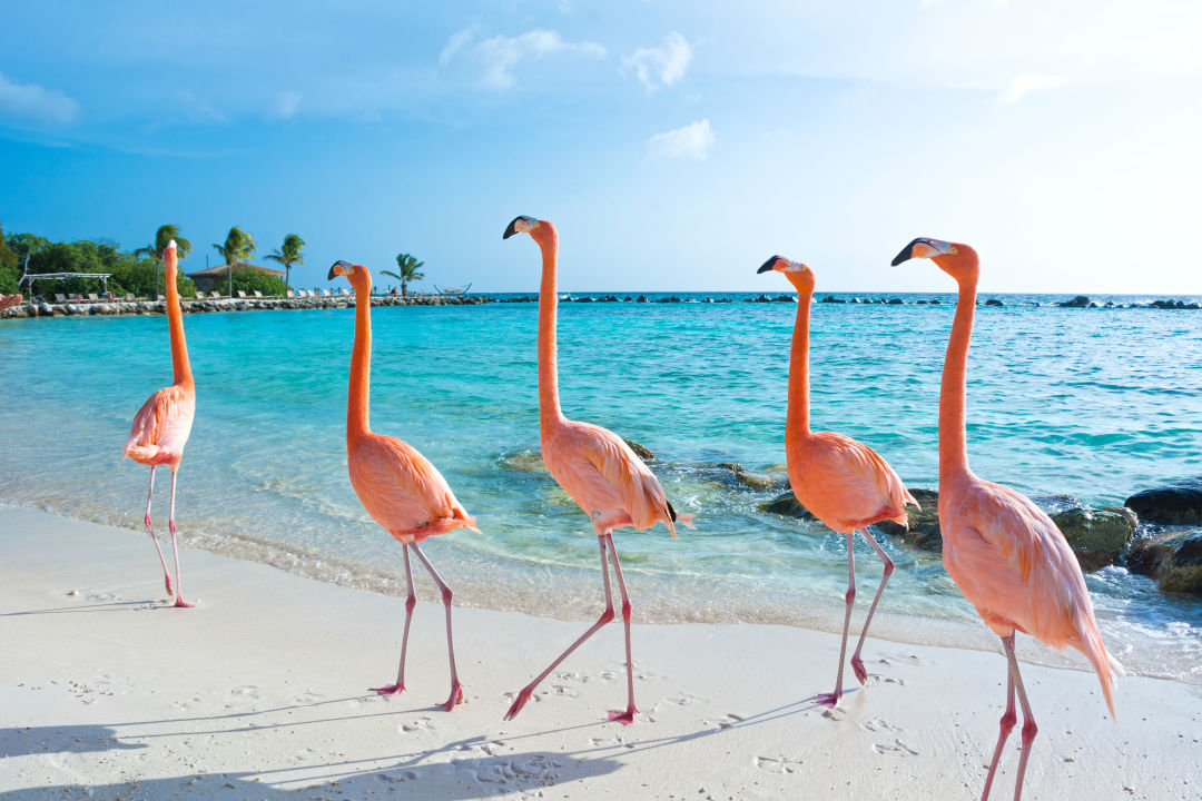 Detail Images Of Flamingos Nomer 19