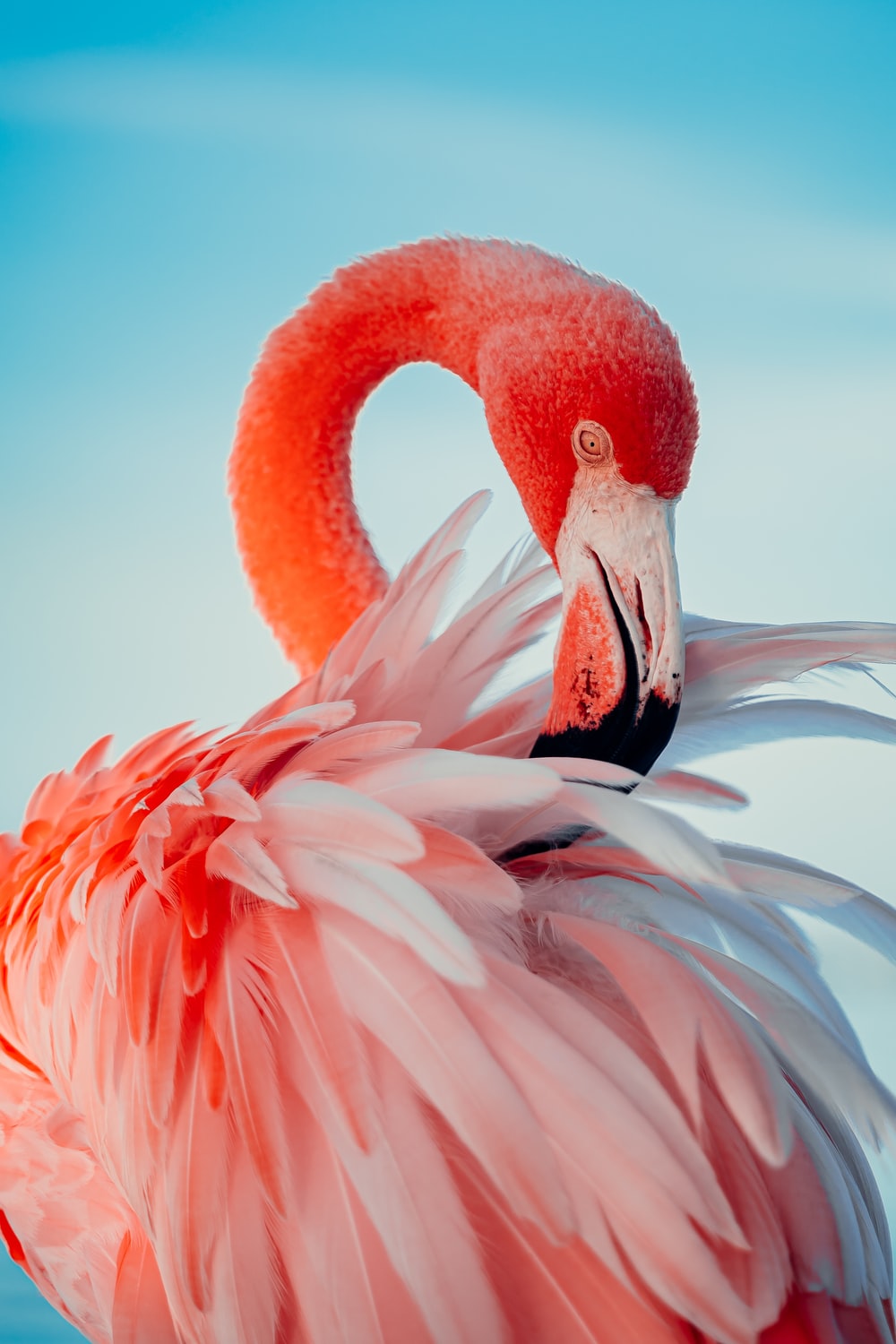 Detail Images Of Flamingos Nomer 21