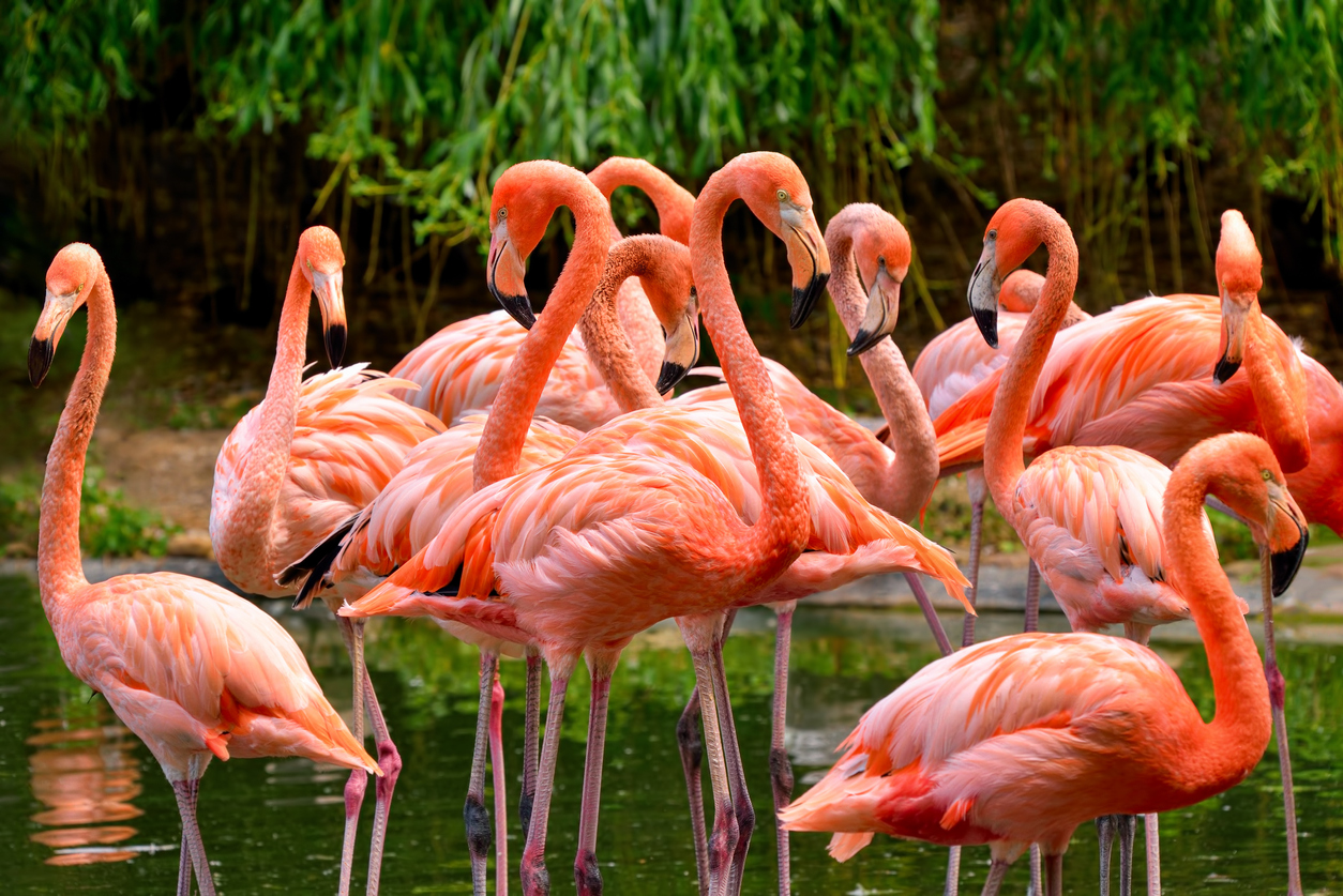 Detail Images Of Flamingos Nomer 22