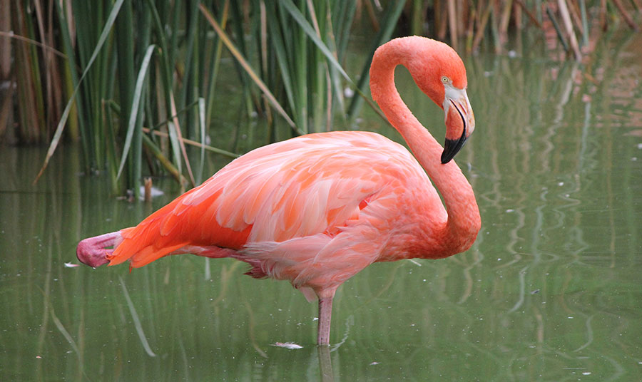 Detail Images Of Flamingos Nomer 23