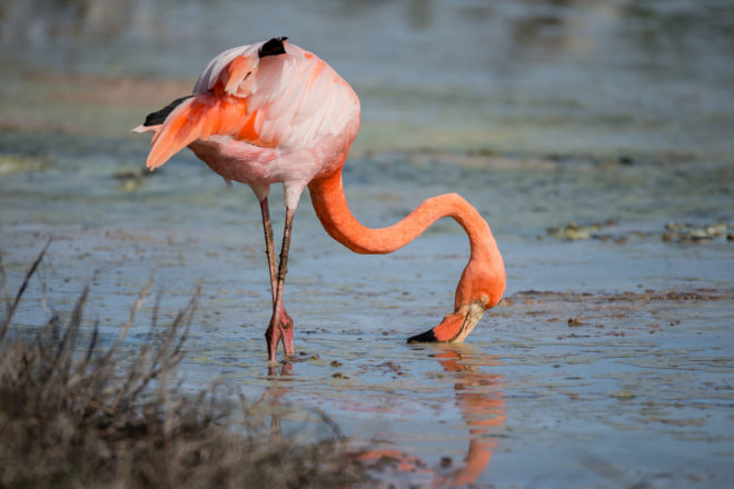Detail Images Of Flamingos Nomer 24