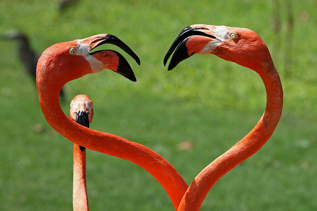 Detail Images Of Flamingos Nomer 26