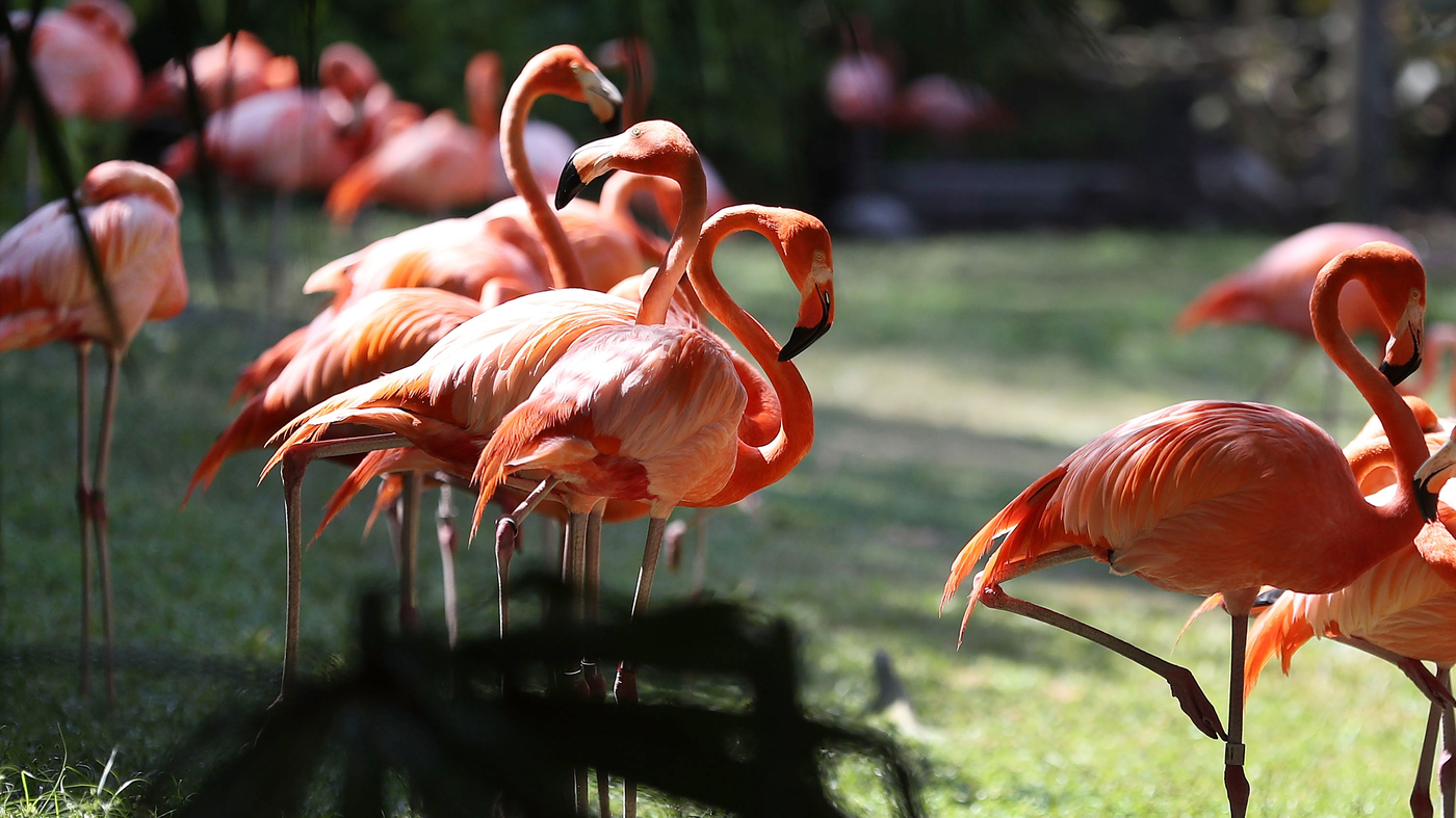 Detail Images Of Flamingos Nomer 27