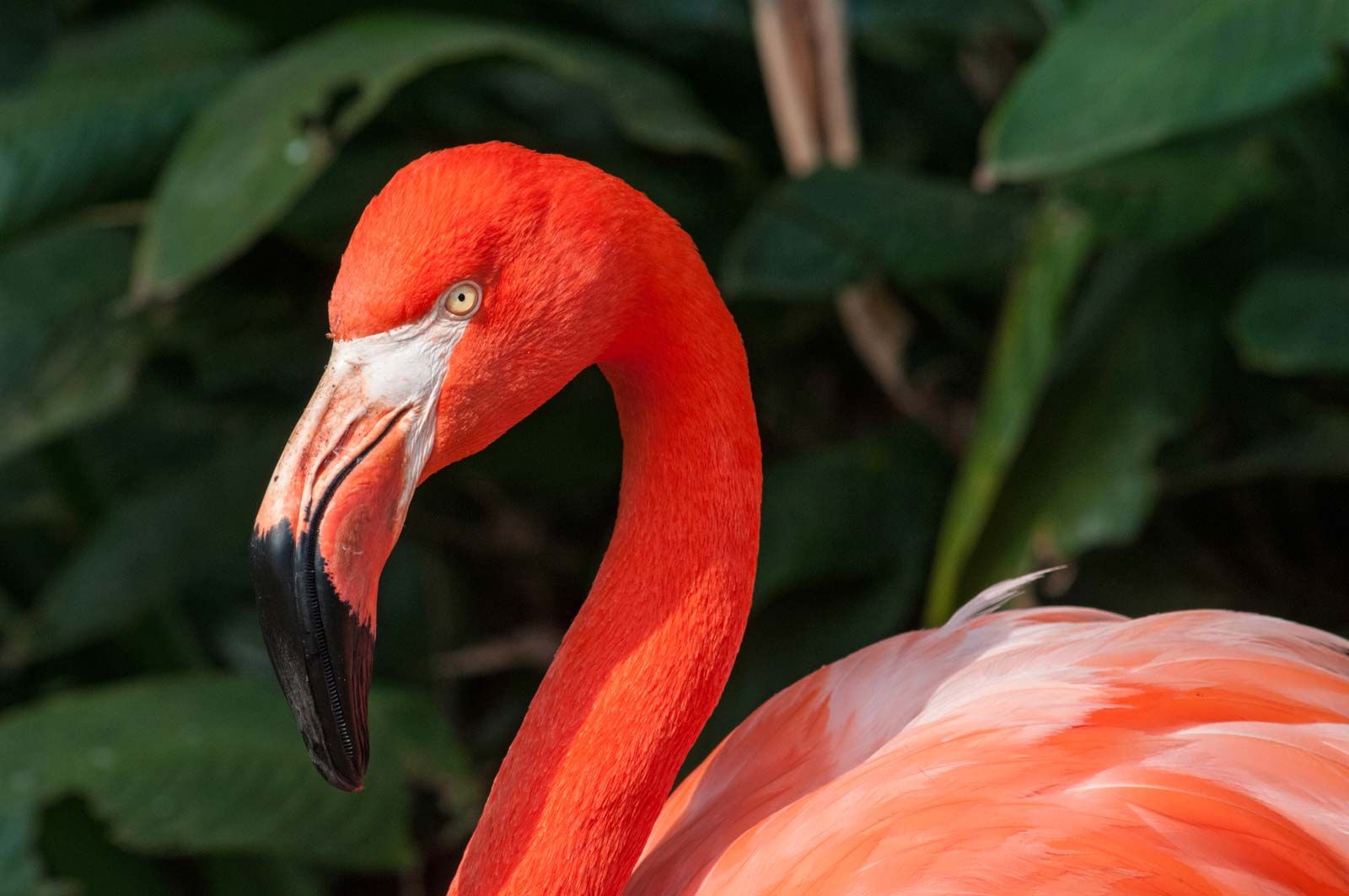 Detail Images Of Flamingos Nomer 4