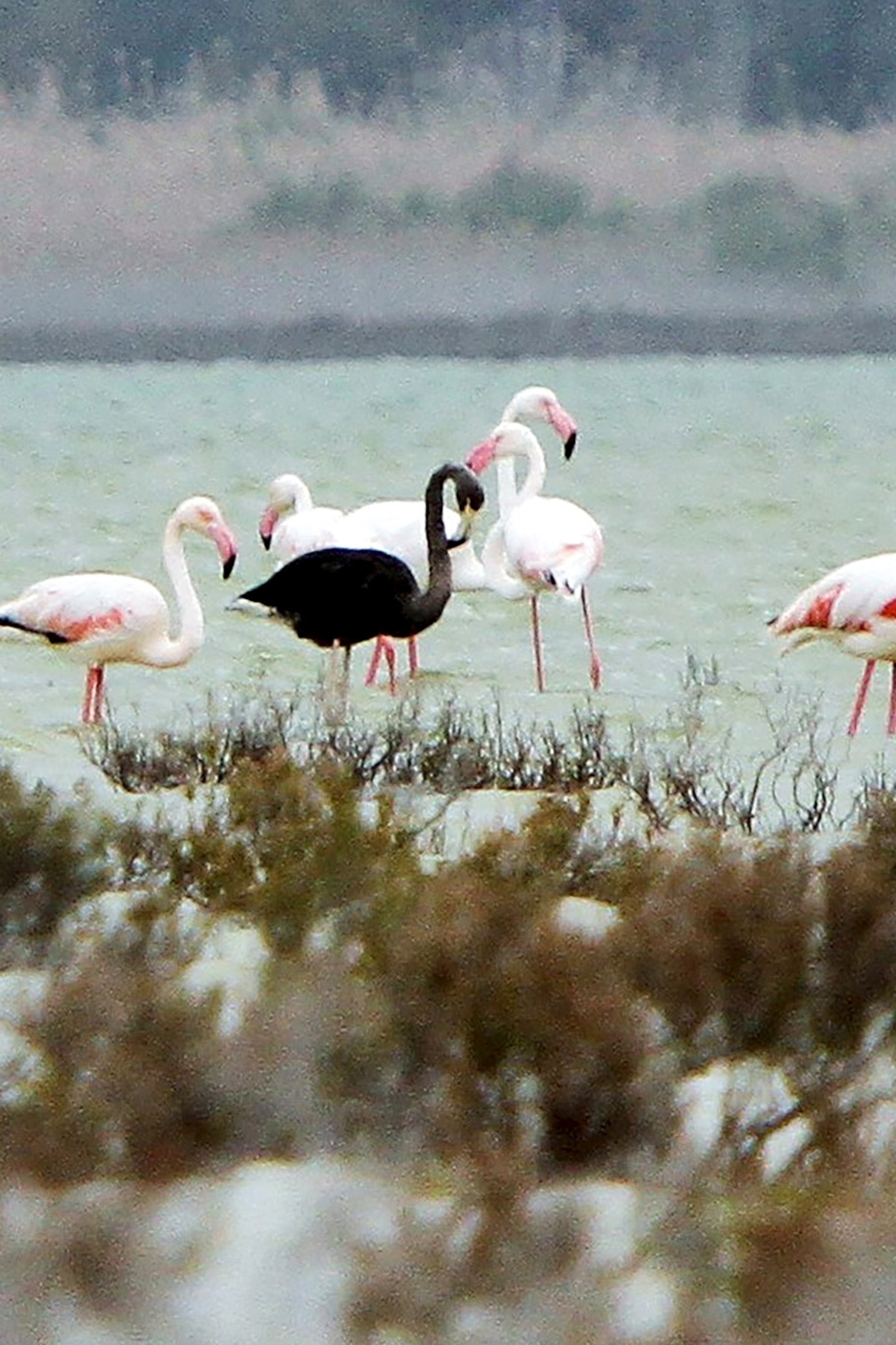 Detail Images Of Flamingos Nomer 30