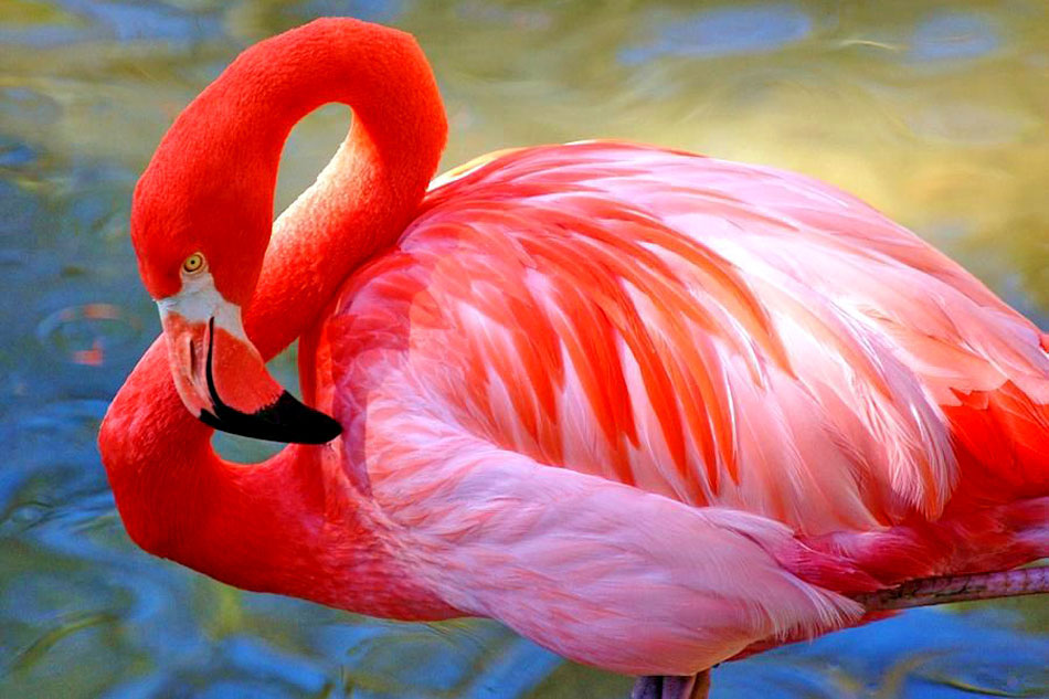 Detail Images Of Flamingos Nomer 31