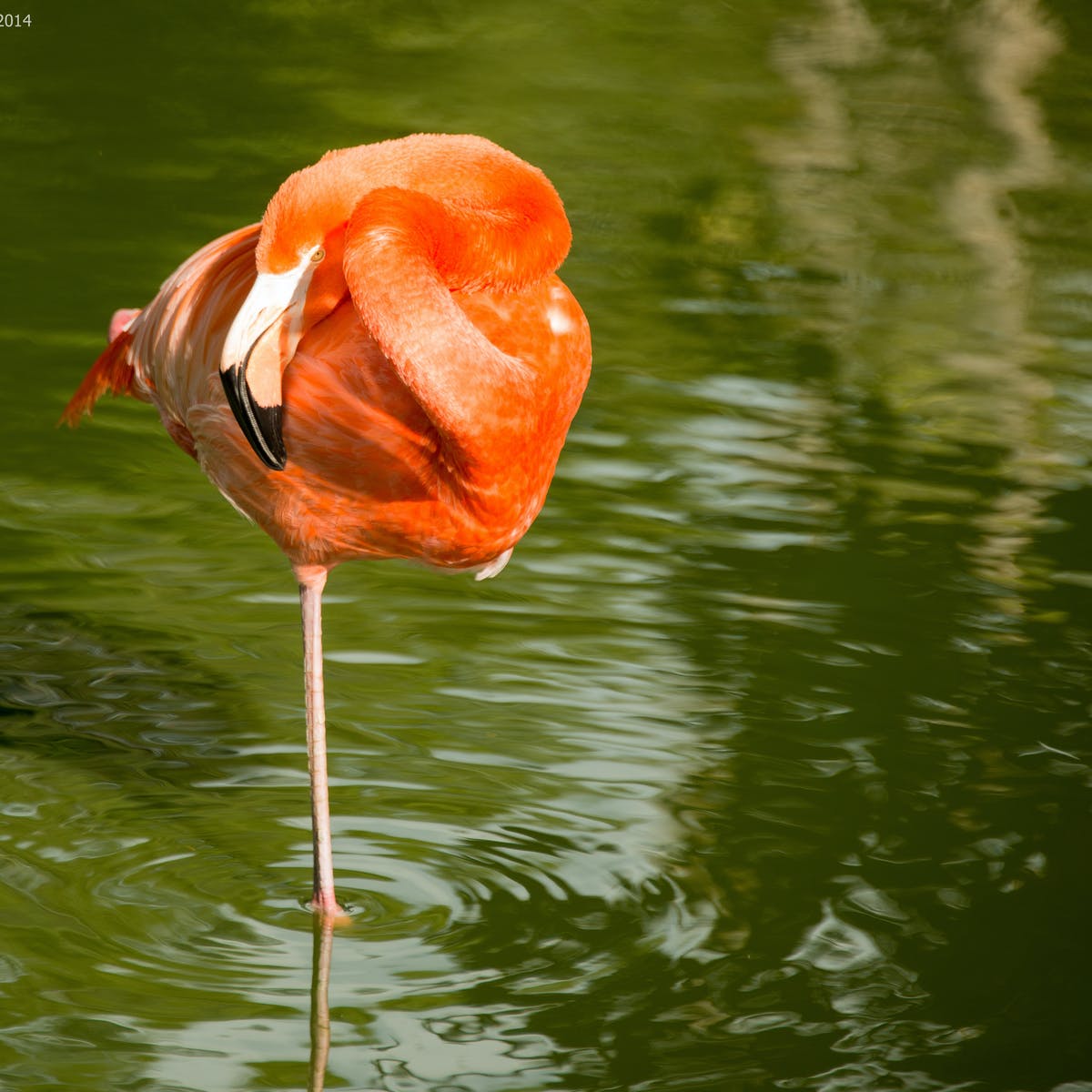Detail Images Of Flamingos Nomer 33