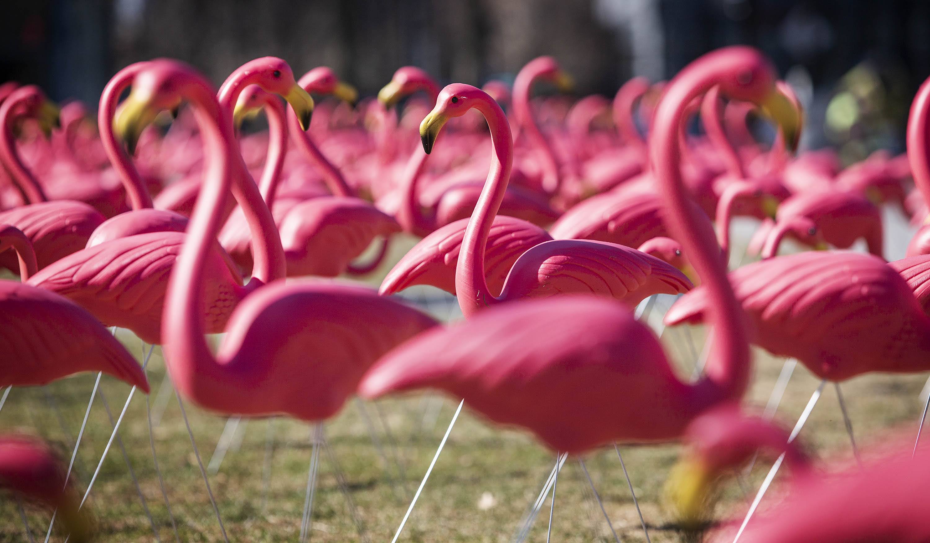 Detail Images Of Flamingos Nomer 36