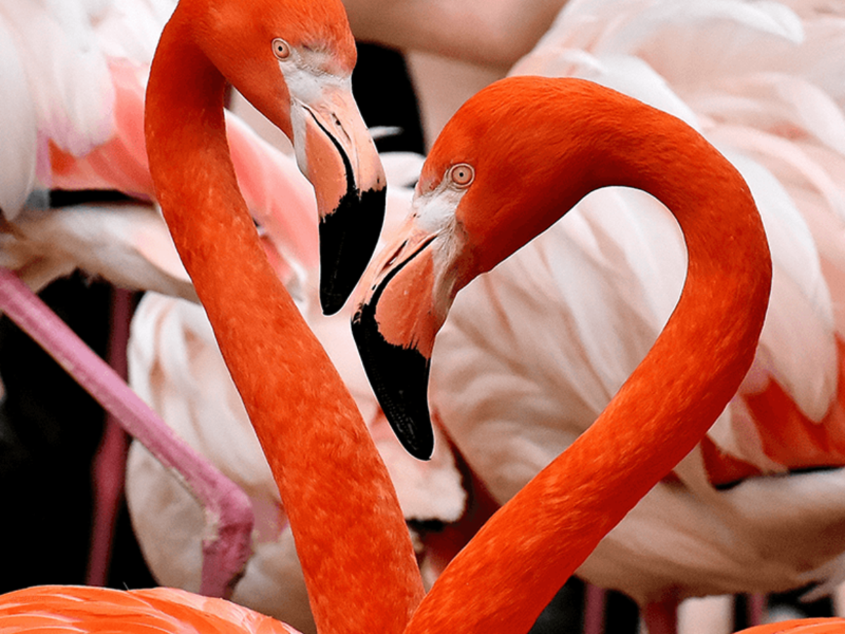 Detail Images Of Flamingos Nomer 37