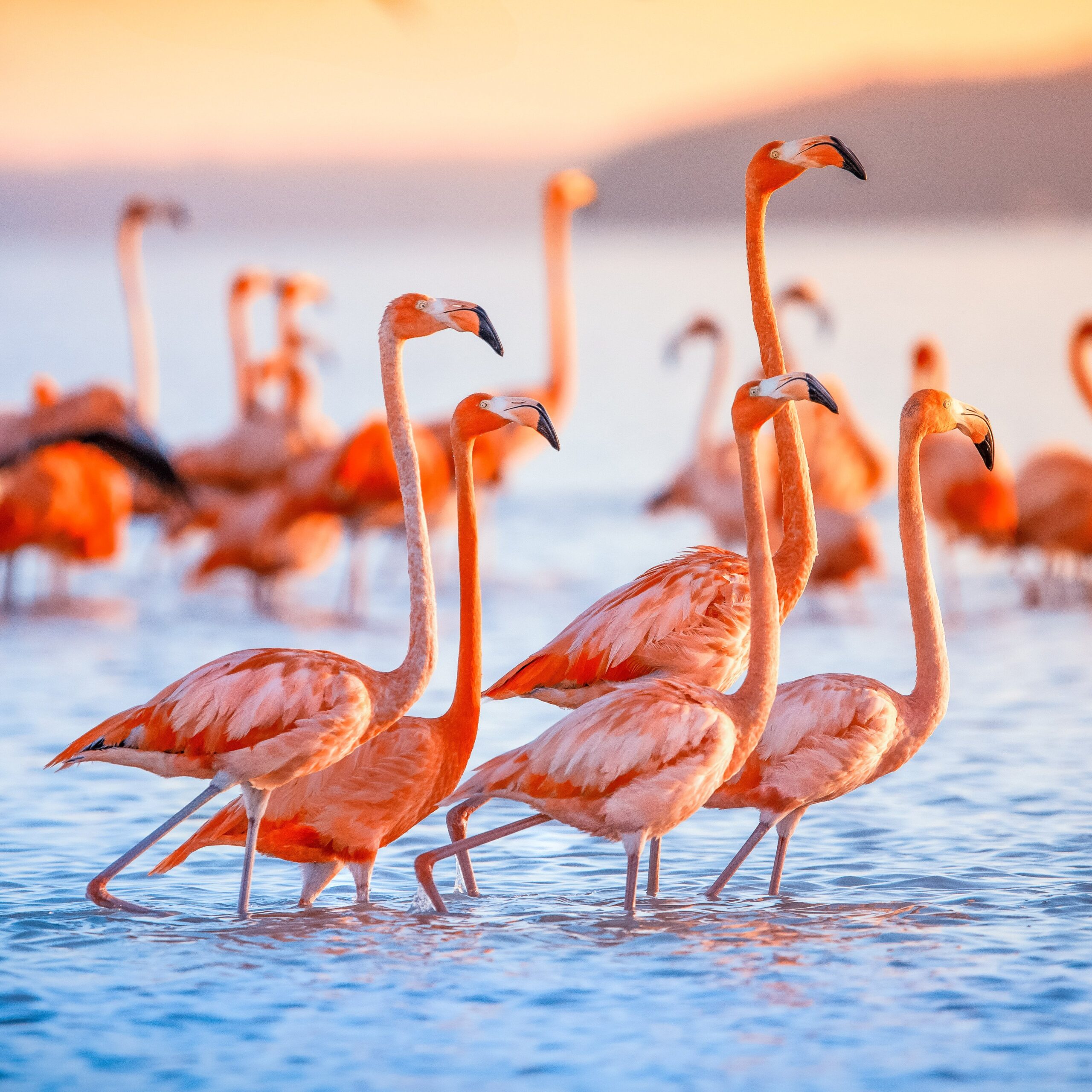 Detail Images Of Flamingos Nomer 38