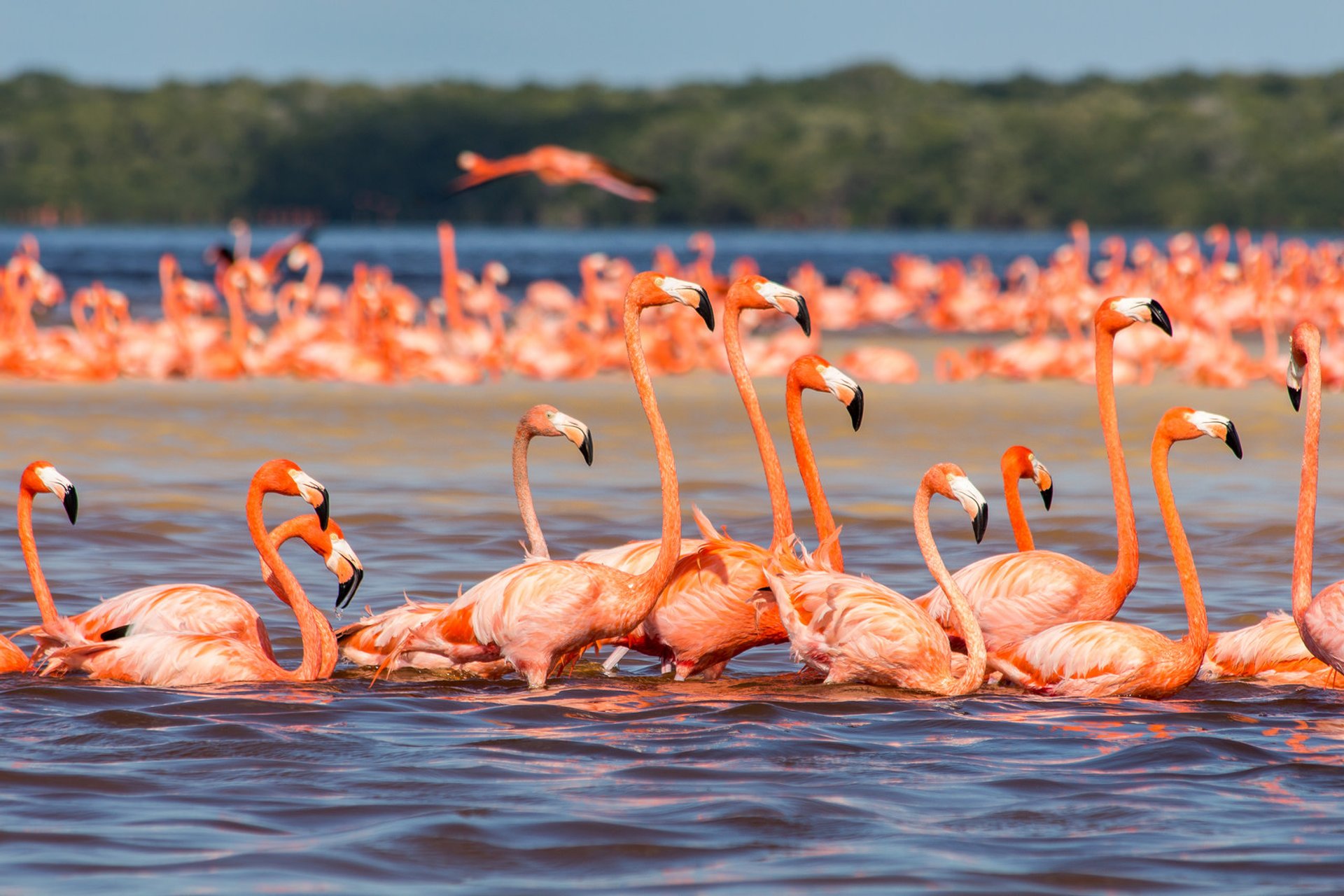 Detail Images Of Flamingos Nomer 40