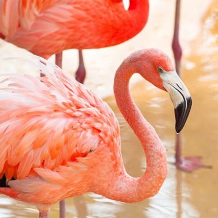 Detail Images Of Flamingos Nomer 41