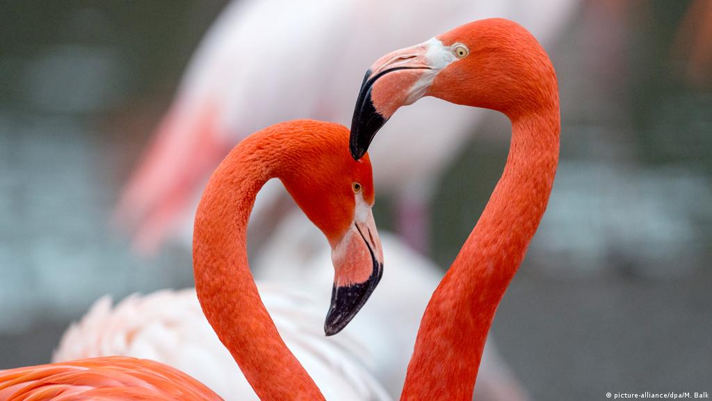 Detail Images Of Flamingos Nomer 43