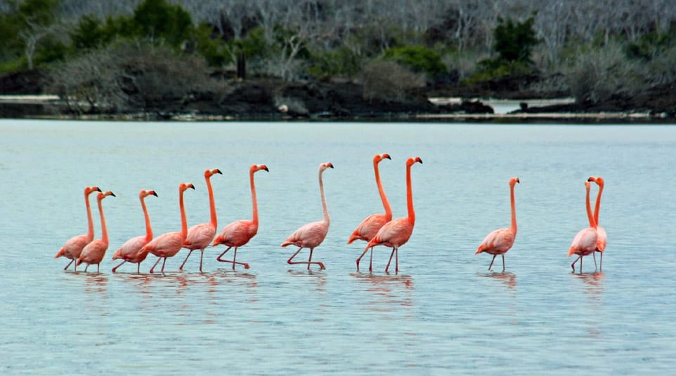 Detail Images Of Flamingos Nomer 45